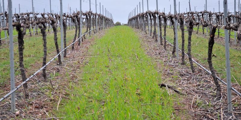Pruned Vineyard